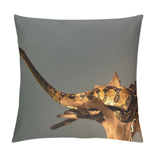 Personality  Python Snake With Sunlight On Wooden Snag Isolated On Grey Pillow Covers