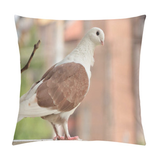 Personality  Beautiful Brown Domestic Pigeon Standing On The Fence On A Sunny Summer Day, Pigeon Looking At The Camera. Blurred Background. Nature And Animal Concept. Close Up, Selective Focus Pillow Covers
