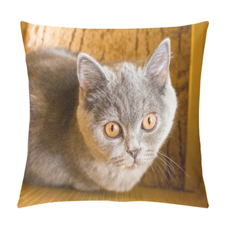 Personality  Close Up View Of Cute Grey Kitten On Wooden Floor Pillow Covers