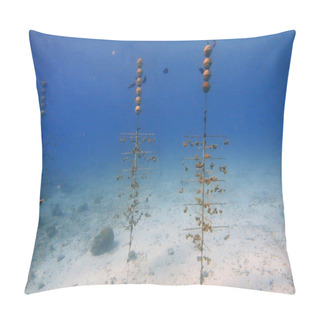 Personality  An Underwater Photo Of A Coral Farm. Corals Are Marine Invertebrates Within The Class Anthozoa Of The Phylum Cnidaria. They Typically Live In Compact Colonies Of Many Identical Individual Polyps Pillow Covers