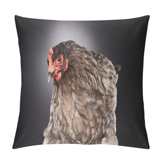 Personality  Close Up Of Cute Brown Farm Chicken On Dark Grey Pillow Covers