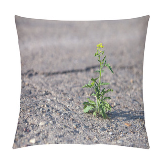 Personality  Flower Growing Through Hard Asphalt Pillow Covers