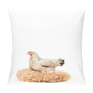 Personality  White Hen Sitting On Nest With Eggs Isolated On White  Pillow Covers