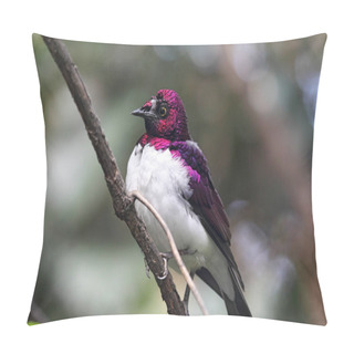 Personality  Violet-backed Starling (Cinnyricinclus Leucogaster) Sitting On A Branch. Pillow Covers