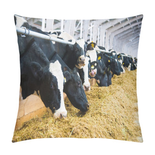 Personality  Cows In A Farm. Dairy Cows Pillow Covers