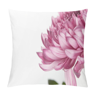 Personality  Close Up View Of Purple Chrysanthemum Isolated On White Pillow Covers