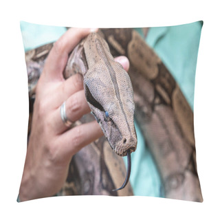 Personality  Boa Constrictor (Boa Constrictor Constrictor). Pillow Covers