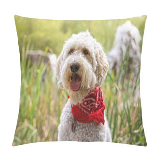 Personality  Golden Doodle Sitting In Park Pillow Covers