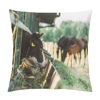 Personality  Selective Focus Of Black And White Spotted Cow Eating Hay From Manger In Cowshed Pillow Covers