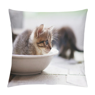 Personality  Funny Kitten Sittings Pillow Covers