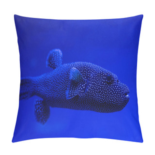 Personality  Exotic Dotted Fish Swimming Under Water In Aquarium With Blue Neon Lighting Pillow Covers