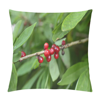 Personality  Daphne Mezereum Red Poisonous Berries In Summer Forest, Mezereum, Spurge Laurel, Spurge Olive. Pillow Covers
