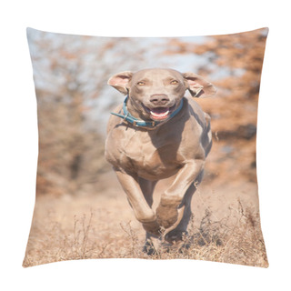 Personality  Weimaraner Dog Running On A Dry Grass Field Toward The Viewer Pillow Covers
