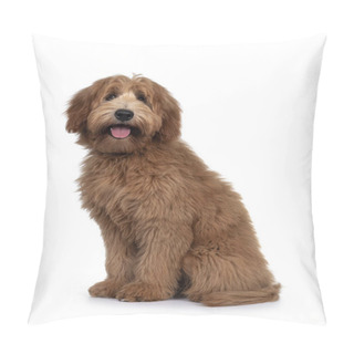 Personality  Adorable Red / Abricot Labradoodle Dog Puppy, Sitting Side Ways, Looking Towards Camera With Shiny Dark Eyes. Isolated On White Background. Pillow Covers