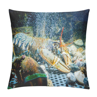 Personality  Colorful Crawfish For Sale, Sea Crustaceans Inside Aquarium In A Pillow Covers