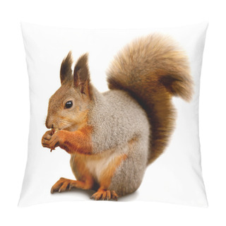 Personality  Eurasian Red Squirrel In Front Of A White Background Pillow Covers