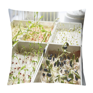 Personality  Containers With Sprouted Seeds In Laboratory, Closeup. Disease Analysis Pillow Covers