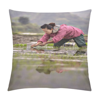 Personality  Chinese  Peasant Woman Planting Rice Seedlings In Flooded Rice Field. Pillow Covers