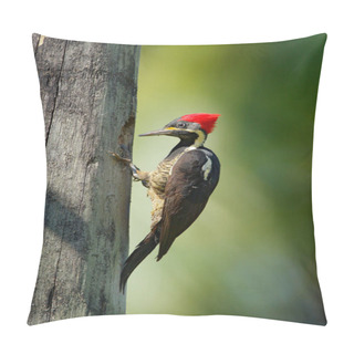 Personality  Woodpecker From Costa Rica Pillow Covers