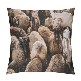 Personality  Selective Focus Of Herd Of Sheep And Goats Grazing In Corral At Farm Pillow Covers