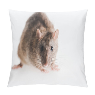 Personality  Selective Focus Of Small And Fluffy Rat Isolated On White  Pillow Covers
