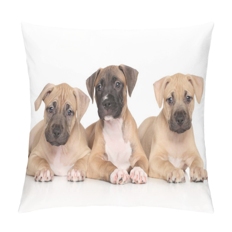 Personality  Group of Amstaff dog puppiesre terrier puppy pillow covers