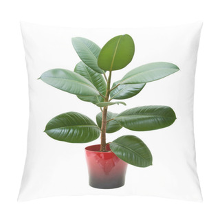 Personality  Rubber Plant (ficus), Isolated On White Pillow Covers