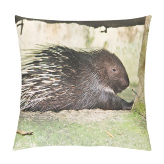 Personality  Porcupine Pillow Covers