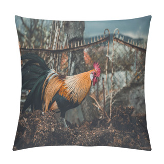 Personality  Golden Phoenix Rooster (hen) Is Feeding And Pecking On The Compost On The Farm. Golden Domestic Cock In Free Range Breeding  - Photo From Profile On Dark Background With Blue Sky Before The Storm. Pillow Covers