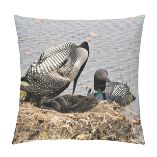 Personality  Loon Couple Nesting And Guarding The Nest And Brood Eggs By The Lake Shore In Their Environment And Habitat With A Blur Water Background. Loon Nest Image. Loon On Lake. Loon In Wetland. Picture. Portrait. Photo. Image. Pillow Covers