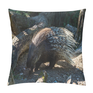 Personality  Indian Crested Porcupine, Hystrix Indica In A German Zoo Pillow Covers
