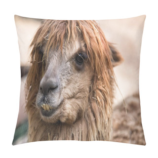 Personality  Portrait Of Alpaca Close Up. Cute Brown Llama Looking At Camera. Llama Nose. Pillow Covers