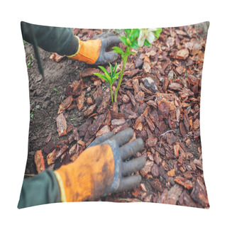 Personality  Gardener Mulching Spring Garden With Pine Wood Chips Mulch. Man Puts Bark Around Plants On Flowerbed Wearing Gloves. Soil Protection Pillow Covers