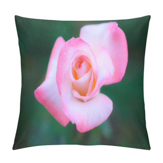 Personality  Pink Roses With Natural Background In The Park. Pillow Covers