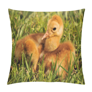 Personality  Sandhill Crane Colts Pillow Covers