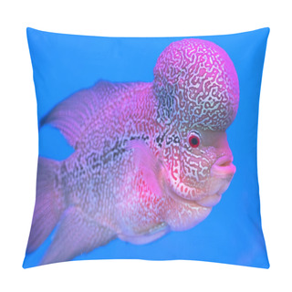 Personality  Flowerhorn Cichlid Colorful Fish Swimming In Fish Tank. This Is An Ornamental Fish That Symbolizes The Luck Of Feng Shui In The Home Of The Asian People Pillow Covers