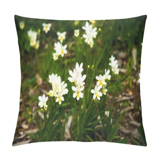 Personality  Freesia At Cap D'Antibes In March On The French Riviera. Pillow Covers