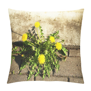 Personality  Bloom Dandelion Sow Thistle Flower Sidewalk Tile Pillow Covers