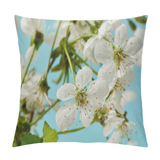 Personality  Close-up Shot Of Beautiful Cherry Blossom Isolated On Blue Pillow Covers
