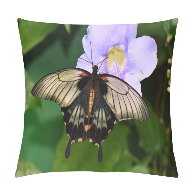 Personality  Great Mormon butterfly pillow covers