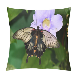 Personality  Great Mormon Butterfly Pillow Covers