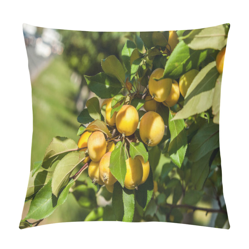 Personality  Crabapple And Wild Apple. Malus  Is A Genus Of About Species Of Small Deciduous Apple Trees Or Shrubs In The Family Rosaceae Pillow Covers