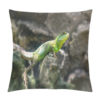 Personality  The Lizard Rests On The Rock Pillow Covers