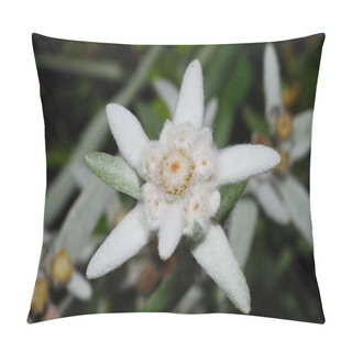 Personality  Edelweiss Great View Pillow Covers