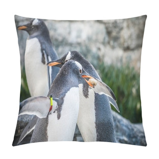 Personality  Penguins Collecting Little Pebbles Pillow Covers