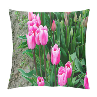 Personality  Delicate Pink Tulips Planted In A Row, Blooms And Buds With Raindrops Pillow Covers
