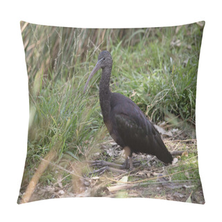 Personality  The Glossy Ibis Neck Is Reddish-brown And The Body Is A Bronze-brown With A Metallic Iridescent Sheen On The Wings Pillow Covers