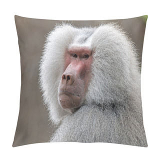 Personality  Grey Baboon Monkey Pillow Covers