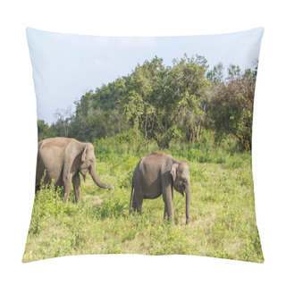 Personality  Animals Pillow Covers