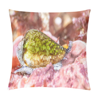 Personality  California Cone Snail Pillow Covers